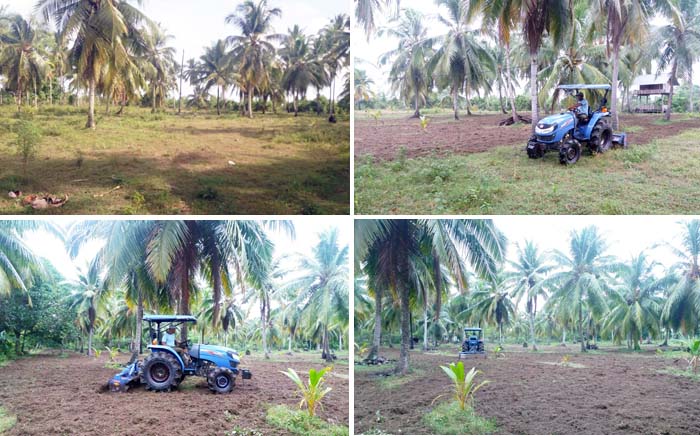 Sayuran di bawah Kelapa, Kiat Penyuluh Aceh Barat Daya Manfaatkan Potensi Lahan